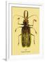 Beetle: Brazilian Prionus Cervicornis-Sir William Jardine-Framed Art Print