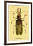 Beetle: Brazilian Prionus Cervicornis-Sir William Jardine-Framed Art Print