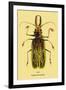 Beetle: Brazilian Prionus Cervicornis-Sir William Jardine-Framed Art Print