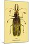 Beetle: Brazilian Prionus Cervicornis-Sir William Jardine-Mounted Art Print