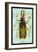 Beetle: Brazilian Prionus Cervicornis-Sir William Jardine-Framed Art Print