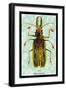 Beetle: Brazilian Prionus Cervicornis-Sir William Jardine-Framed Art Print