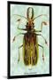 Beetle: Brazilian Prionus Cervicornis-Sir William Jardine-Mounted Art Print