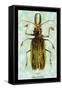 Beetle: Brazilian Prionus Cervicornis-Sir William Jardine-Framed Stretched Canvas