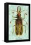 Beetle: Brazilian Prionus Cervicornis-Sir William Jardine-Framed Stretched Canvas