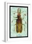 Beetle: Brazilian Prionus Cervicornis-Sir William Jardine-Framed Art Print