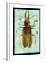 Beetle: Brazilian Prionus Cervicornis-Sir William Jardine-Framed Art Print