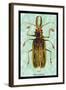 Beetle: Brazilian Prionus Cervicornis-Sir William Jardine-Framed Art Print