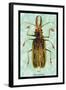 Beetle: Brazilian Prionus Cervicornis-Sir William Jardine-Framed Art Print