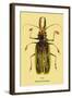 Beetle: Brazilian Prionus Cervicornis-Sir William Jardine-Framed Art Print