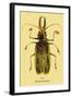 Beetle: Brazilian Prionus Cervicornis-Sir William Jardine-Framed Art Print