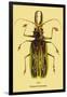 Beetle: Brazilian Prionus Cervicornis-Sir William Jardine-Framed Art Print