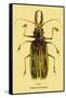 Beetle: Brazilian Prionus Cervicornis-Sir William Jardine-Framed Stretched Canvas