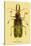 Beetle: Brazilian Prionus Cervicornis-Sir William Jardine-Stretched Canvas