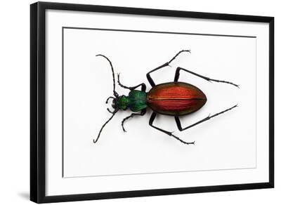 Beetle Ceroglossus Chilensis Colchaguensis in the Carabidae Family'  Photographic Print - Darrell Gulin | AllPosters.com