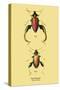 Beetle: Chinese Sagra Buquetu-Sir William Jardine-Stretched Canvas