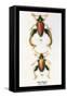 Beetle: Chinese Sagra Buquetu-Sir William Jardine-Framed Stretched Canvas