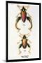 Beetle: Chinese Sagra Buquetu-Sir William Jardine-Mounted Art Print