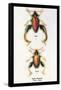 Beetle: Chinese Sagra Buquetu-Sir William Jardine-Framed Stretched Canvas