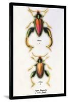 Beetle: Chinese Sagra Buquetu-Sir William Jardine-Stretched Canvas