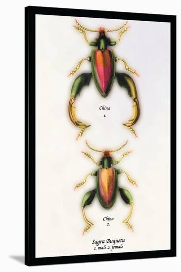 Beetle: Chinese Sagra Buquetu-Sir William Jardine-Stretched Canvas