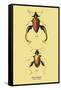 Beetle: Chinese Sagra Buquetu-Sir William Jardine-Framed Stretched Canvas