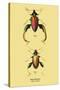 Beetle: Chinese Sagra Buquetu-Sir William Jardine-Stretched Canvas