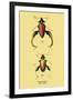 Beetle: Chinese Sagra Buquetu-Sir William Jardine-Framed Art Print