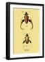 Beetle: Chinese Sagra Buquetu-Sir William Jardine-Framed Art Print