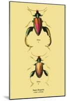 Beetle: Chinese Sagra Buquetu-Sir William Jardine-Mounted Art Print