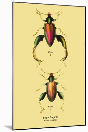 Beetle: Chinese Sagra Buquetu-Sir William Jardine-Mounted Art Print