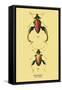 Beetle: Chinese Sagra Buquetu-Sir William Jardine-Framed Stretched Canvas