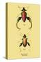 Beetle: Chinese Sagra Buquetu-Sir William Jardine-Stretched Canvas