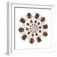 Beetle Circular Design with Small Round Beetles in the Chrysomelidae Family-Darrell Gulin-Framed Photographic Print