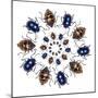 Beetle Circular Design with Small Round Beetles in the Chrysomelidae Family-Darrell Gulin-Mounted Photographic Print