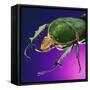 Beetle Close-Up on Purple-Andy Teare-Framed Stretched Canvas