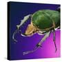 Beetle Close-Up on Purple-Andy Teare-Stretched Canvas