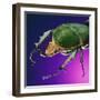 Beetle Close-Up on Purple-Andy Teare-Framed Photographic Print