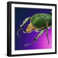 Beetle Close-Up on Purple-Andy Teare-Framed Photographic Print