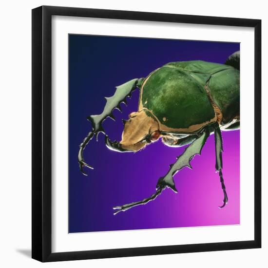 Beetle Close-Up on Purple-Andy Teare-Framed Photographic Print