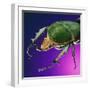 Beetle Close-Up on Purple-Andy Teare-Framed Photographic Print