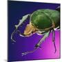 Beetle Close-Up on Purple-Andy Teare-Mounted Photographic Print