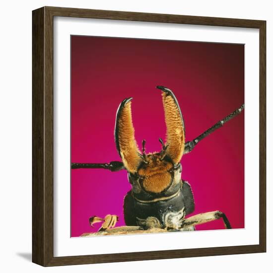 Beetle Close-Up under Pincer-Andy Teare-Framed Photographic Print