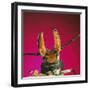 Beetle Close-Up under Pincer-Andy Teare-Framed Photographic Print