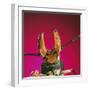 Beetle Close-Up under Pincer-Andy Teare-Framed Photographic Print