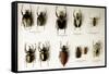 Beetle Collection-Mauro Fermariello-Framed Stretched Canvas