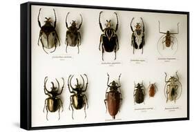 Beetle Collection-Mauro Fermariello-Framed Stretched Canvas