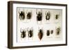 Beetle Collection-Mauro Fermariello-Framed Photographic Print