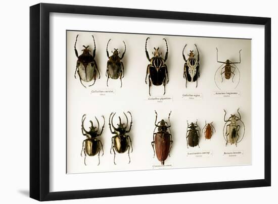 Beetle Collection-Mauro Fermariello-Framed Photographic Print