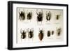 Beetle Collection-Mauro Fermariello-Framed Photographic Print